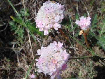 Fotografia da espécie Armeria macrophylla