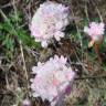 Fotografia 1 da espécie Armeria macrophylla do Jardim Botânico UTAD