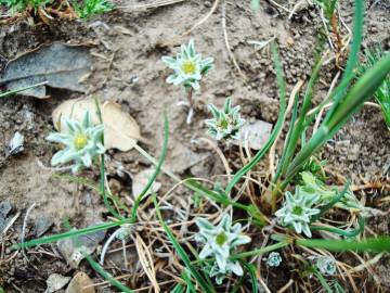 Fotografia da espécie Filago carpetana