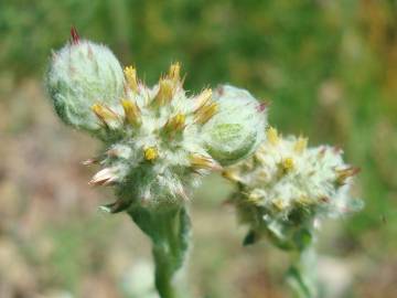 Fotografia da espécie Filago lutescens subesp. lutescens