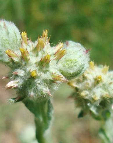 Fotografia de capa Filago lutescens subesp. lutescens - do Jardim Botânico