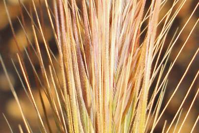 Fotografia da espécie Hordeum murinum subesp. murinum