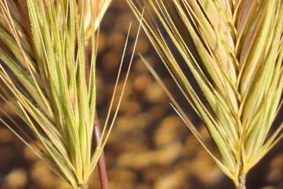 Fotografia da espécie Hordeum murinum subesp. murinum