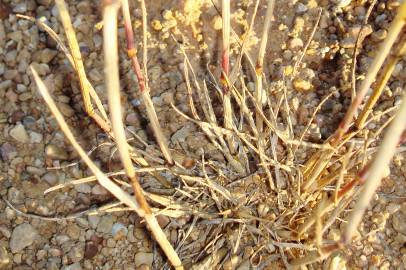 Fotografia da espécie Hordeum murinum subesp. murinum