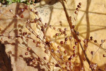 Fotografia da espécie Juncus tenageia