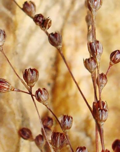 Fotografia de capa Juncus tenageia - do Jardim Botânico