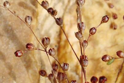 Fotografia da espécie Juncus tenageia