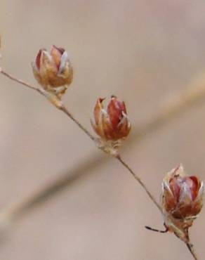 Fotografia 3 da espécie Juncus tenageia no Jardim Botânico UTAD