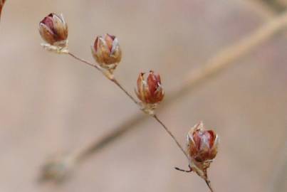 Fotografia da espécie Juncus tenageia