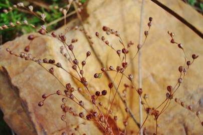 Fotografia da espécie Juncus tenageia