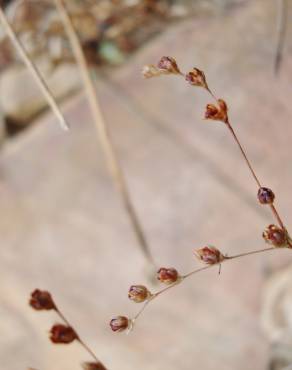 Fotografia 5 da espécie Juncus tenageia no Jardim Botânico UTAD