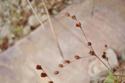 Fotografia da espécie Juncus tenageia