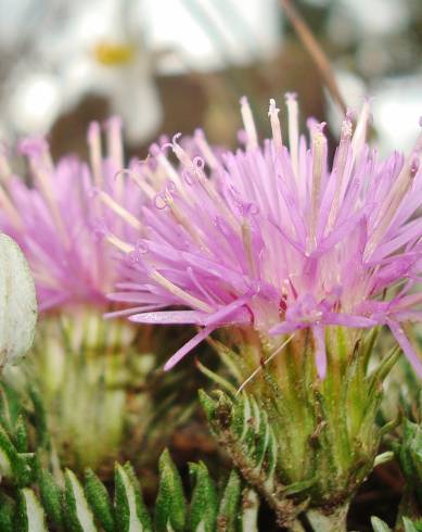 Fotografia de capa Jurinea humilis - do Jardim Botânico