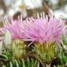 Fotografia 1 da espécie Jurinea humilis do Jardim Botânico UTAD