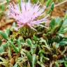 Fotografia 5 da espécie Jurinea humilis do Jardim Botânico UTAD