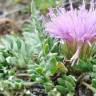 Fotografia 6 da espécie Jurinea humilis do Jardim Botânico UTAD