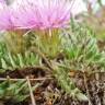 Fotografia 8 da espécie Jurinea humilis do Jardim Botânico UTAD