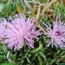 Fotografia 9 da espécie Jurinea humilis do Jardim Botânico UTAD