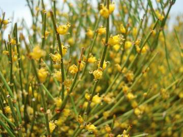 Fotografia da espécie Ephedra nebrodensis subesp. nebrodensis