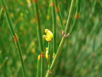 Fotografia da espécie Ephedra nebrodensis subesp. nebrodensis