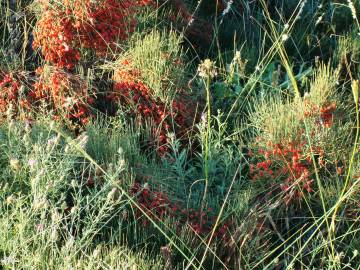 Fotografia da espécie Ephedra nebrodensis subesp. nebrodensis