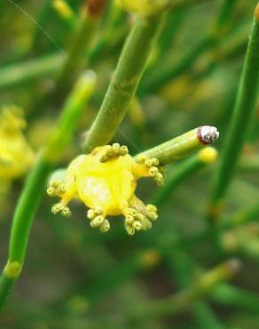 Fotografia 5 da espécie Ephedra nebrodensis subesp. nebrodensis no Jardim Botânico UTAD