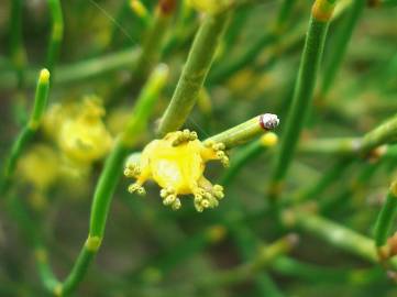 Fotografia da espécie Ephedra nebrodensis subesp. nebrodensis