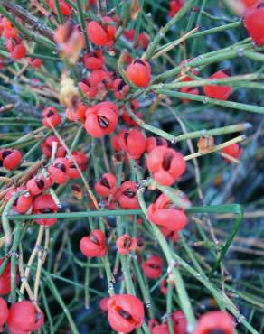 Fotografia 6 da espécie Ephedra nebrodensis subesp. nebrodensis no Jardim Botânico UTAD