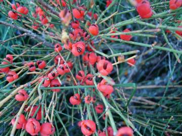 Fotografia da espécie Ephedra nebrodensis subesp. nebrodensis