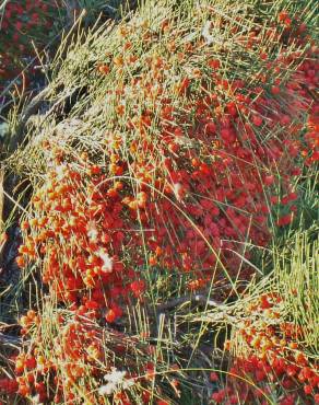 Fotografia 7 da espécie Ephedra nebrodensis subesp. nebrodensis no Jardim Botânico UTAD