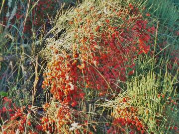 Fotografia da espécie Ephedra nebrodensis subesp. nebrodensis