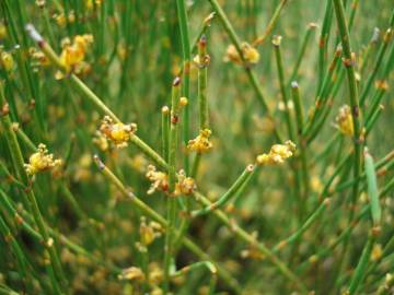 Fotografia da espécie Ephedra nebrodensis subesp. nebrodensis