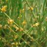 Fotografia 8 da espécie Ephedra nebrodensis subesp. nebrodensis do Jardim Botânico UTAD