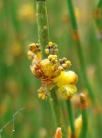 Fotografia da espécie Ephedra nebrodensis subesp. nebrodensis