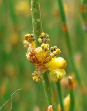 Fotografia 1 da espécie Ephedra nebrodensis subesp. nebrodensis no Jardim Botânico UTAD