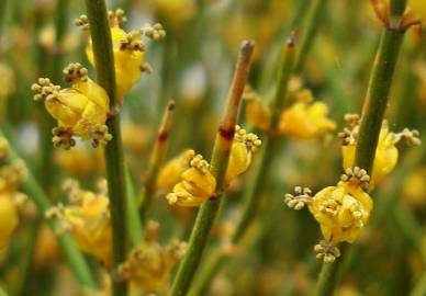 Fotografia da espécie Ephedra nebrodensis subesp. nebrodensis