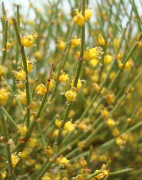 Fotografia 10 da espécie Ephedra nebrodensis subesp. nebrodensis no Jardim Botânico UTAD