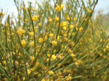 Fotografia da espécie Ephedra nebrodensis subesp. nebrodensis