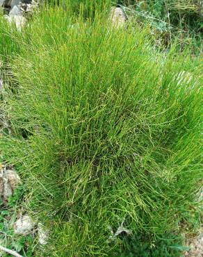 Fotografia 11 da espécie Ephedra nebrodensis subesp. nebrodensis no Jardim Botânico UTAD