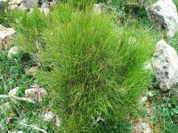 Fotografia da espécie Ephedra nebrodensis subesp. nebrodensis