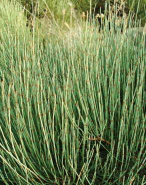 Fotografia 12 da espécie Ephedra nebrodensis subesp. nebrodensis no Jardim Botânico UTAD