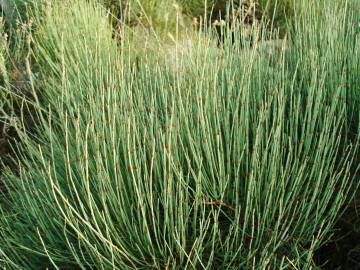 Fotografia da espécie Ephedra nebrodensis subesp. nebrodensis