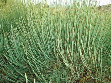 Fotografia da espécie Ephedra nebrodensis subesp. nebrodensis