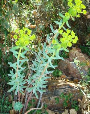 Fotografia 3 da espécie Euphorbia nicaeensis subesp. nicaeensis no Jardim Botânico UTAD