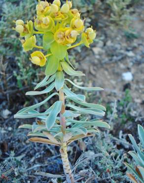 Fotografia 4 da espécie Euphorbia nicaeensis subesp. nicaeensis no Jardim Botânico UTAD