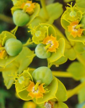 Fotografia 5 da espécie Euphorbia nicaeensis subesp. nicaeensis no Jardim Botânico UTAD