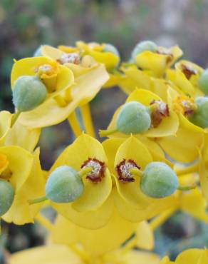 Fotografia 6 da espécie Euphorbia nicaeensis subesp. nicaeensis no Jardim Botânico UTAD