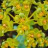 Fotografia 7 da espécie Euphorbia nicaeensis subesp. nicaeensis do Jardim Botânico UTAD