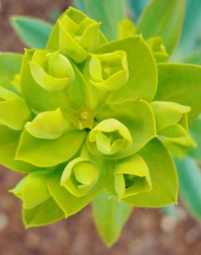 Fotografia 9 da espécie Euphorbia nicaeensis subesp. nicaeensis no Jardim Botânico UTAD