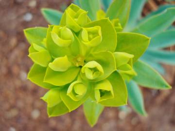 Fotografia da espécie Euphorbia nicaeensis subesp. nicaeensis